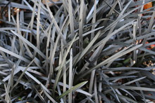 Black Lily Turf, Ophiopogon Planiscapus Nigrescens Close Up
