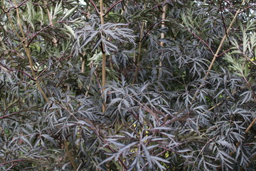 Sambucus nigra f porphyrophylla 'Eva'