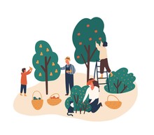 Family Working In Fruit Garden Together Flat Vector Illustration. People Gathering Apples, Berries And Pears. Grandfather, Kids Harvesting In Backyard Orchard Characters Isolated On White.