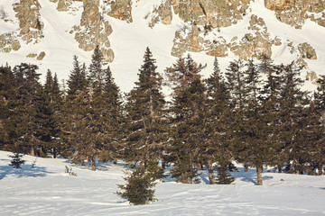 scenic winter landscape in the forest with mountains and fir trees.