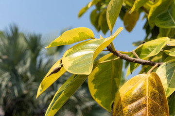 Green yellow leaf in the city park	