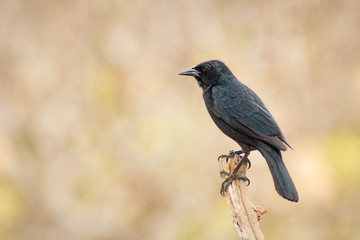 Graúna, Maria Preta. The grauna is a bird of the order Passeriformes, in the family Icteridae.