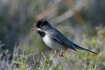 Sticker - singende Maskengrasmücke (Sylvia rueppelli) - Rüppell's warbler