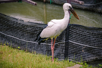 Stork