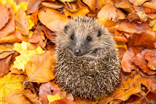 Hedgehog, Young, Wild, Native, European Hedgehog In Colourful Autumn Or Fall Leaves.  Curled Into A Ball And Facing Forwards.  Close Up.  Horizontal.  Space For Copy.