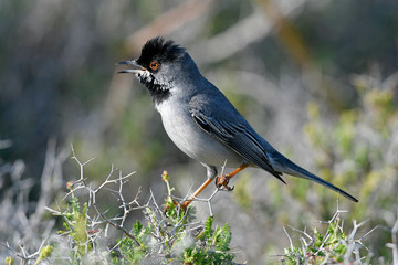 Sticker - Maskengrasmücke (Sylvia rueppelli) - Rüppell's warbler