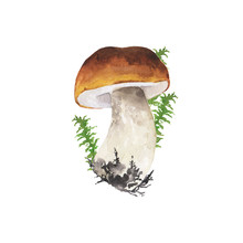 Wild Forest Mushroom And Green Herbs Isolated On White Background. Hand Drawn Watercolor Illustration.