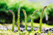 Young green asparagus sprout in garden growth closeup. Food photography