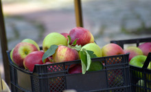 Fresh Harvested Ripe Apples For Sale