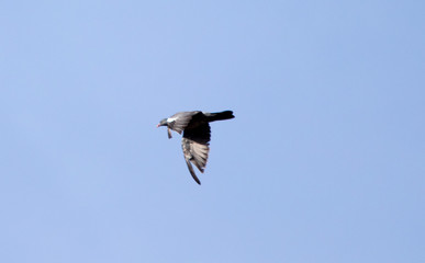 bird in its natural habitat in spain