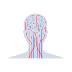 Sticker - circulatory system anatomy