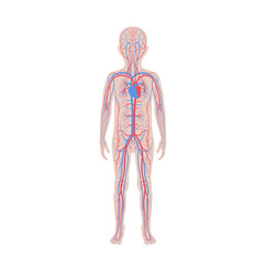 Poster - circulatory system anatomy