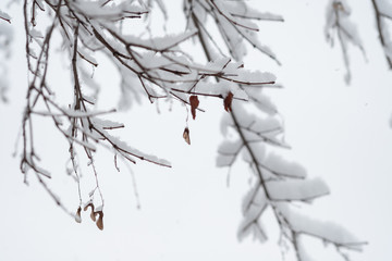 Winter branches of trees on background snow and white sky