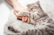 © Nitiphonphat - Cat love By the hand grip at hand. happy cat lovely comfortable sleeping by the woman stroking hand grip at . love to animals concept .