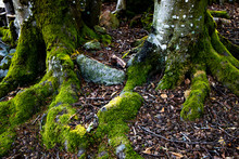 Base Of Old Tree With Gnarly Roots Covered In Soft Moss; Green Moss Coveres The Base Of An Ancient Tree