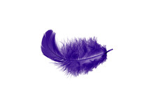 Single Purple Feather Isolated On White Background