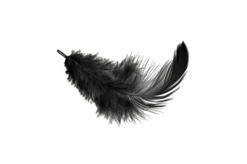 Wall Mural - single black feather isolated on white background. swan feather