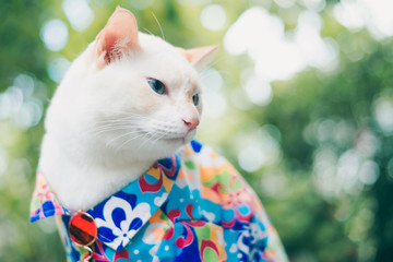 Wall Mural - Portrait of Hipster White Cat wearing sunglasses  and shirt,animal  fashion concept.