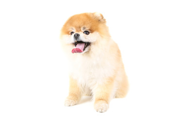 Wall Mural - Pomeranian dog isolated on white background