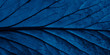 Bright blue top view with veins minimalistic background. Floral backdrop concept. Flower petals close up. Floristry hobby. Web banner, greeting card idea