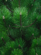 Background From Green Pine Branches. Christmas Background.