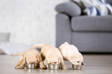 Wall Mural - Labrador puppies eating food at home