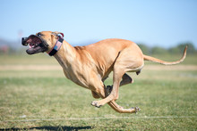 Great Dane With Four Paws Off The Ground In A Full Run