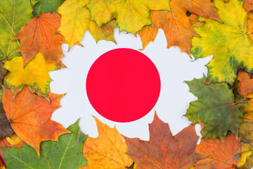 Wall Mural - Japan flag buried in yellow maple leaves. Autumn texture.