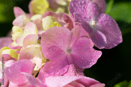 Beautiful floral background.