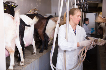 Two women milking goats