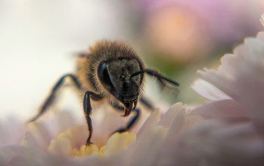 Poster - Honey bee and autumn chrysanthemum flowers. Autumn honey