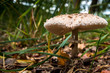 Pilz in freier Natur im Wald