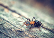 Ant on wood