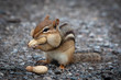 hungry chipmunk eating peanuts