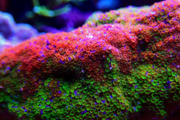 Wall Mural - Montipora Rainbow macro polyps -  rare and very beautiful sps coral.