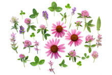 Medicinal  Herbs. Herbal Tea. Flat Lay, Top View. Echinacea. Composition Of Plants And Flowers On A White Background