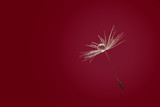 Fototapeta Dmuchawce - Water drop on isolated dandelion seed. Macro dandelion seed with drop of water on red background. Copy space for text. Close up