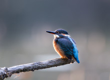 Kingfisher Standing On Branch
