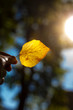 Hand holding autumn colorful bright leave. Fall background. Herbstblatt im Sonnenlicht in Hand gehalten.