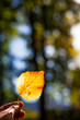  Herbstblätter im Sonnenlicht in Hand gehalten. Hand holding autumn colorful bright leaves. Fall background.