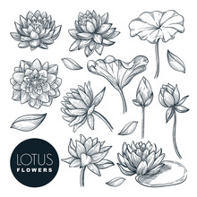 Lotus Beautiful Blooming Flowers And Leaves Set, Isolated On White Background. Vector Hand Drawn Sketch Illustration