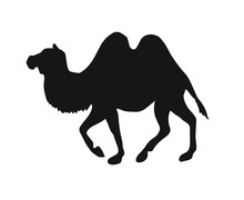 Vector Flat Black Bactrian Two Humped Camel Silhouette Isolated On White Background