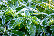 Green Leaves Of Plants Covered With Snow Frost With Sunlight Background Image