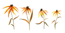 Set Of Abstract Rudbeckia Flowers With Stems And Leaves Isolated On A White Background. Floral Watercolor Illustration, Autumn Set Of Yellow Coneflowers