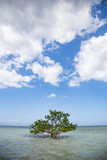 Fototapeta  - rajskie drzewko
