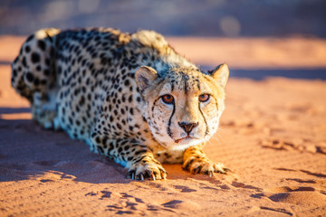 Canvas Print - Cheetah in dunes