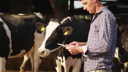 Wall Mural - Slow motion of an young farmer is using a tablet for controlling a state of grown cows used for biological milk products industry in a farm and smiling in camera.