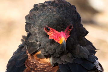 Wall Mural - Close-up portrait of a bateleur eagle looking intense