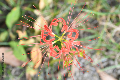 ヒガンバナは漢字で彼岸花 秋彼岸の頃に花が咲くから 別名がマンジュシャゲ 曼珠沙華 Koop Deze Stockfoto En Ontdek Vergelijkbare Foto S Op Adobe Stock Adobe Stock