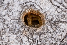 Bees Building Beehive In Tree Knot